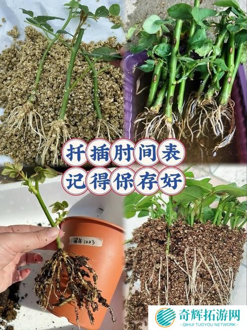 在床上的72种扦插方法