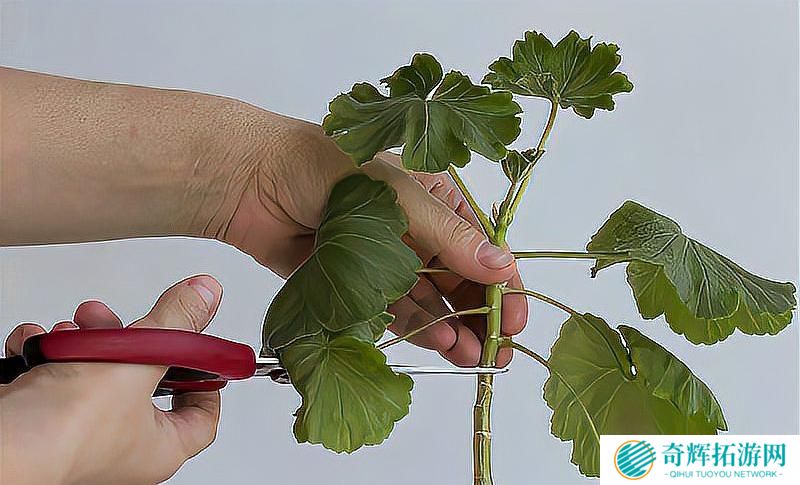 在床上的72种扦插方法