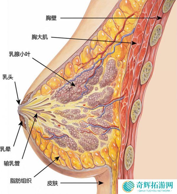 你渴望**吗?关于电子游戏的乳摇进化史